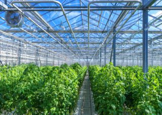 Waarom Groen Gas voor de Glastuinbouw?
