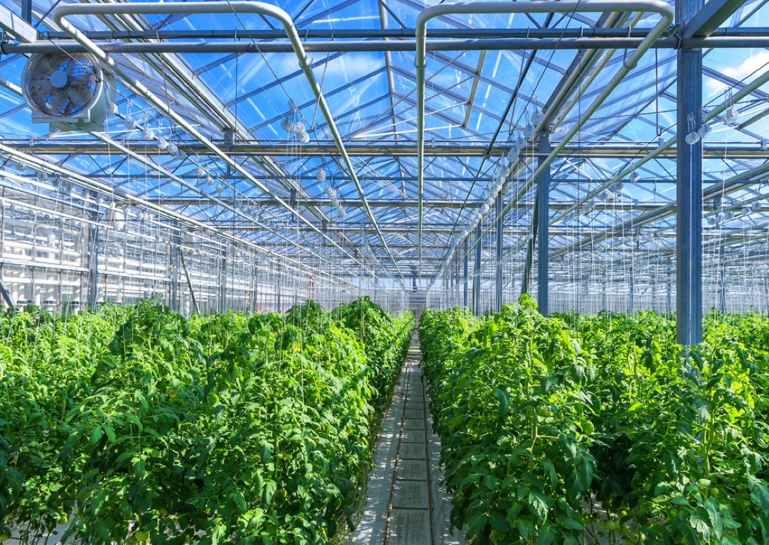 Waarom Groen Gas voor de Glastuinbouw?
